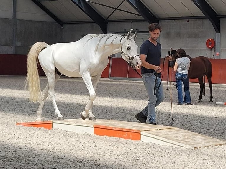 Koń czystej krwi arabskiej Wałach 6 lat 153 cm Siwa in Veghel