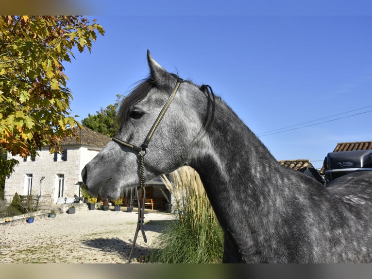 Koń czystej krwi arabskiej Wałach 6 lat 155 cm Siwa jabłkowita in Penne dAgenais