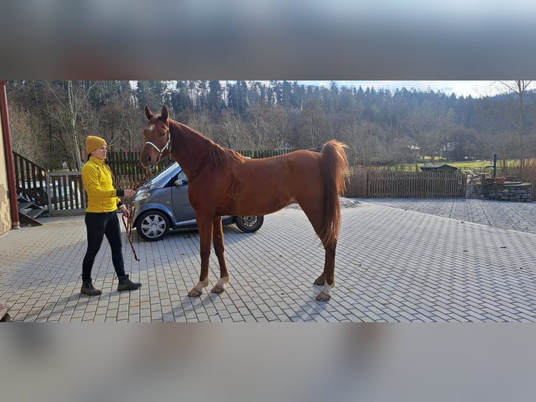 Koń czystej krwi arabskiej Wałach 6 lat 156 cm Ciemnokasztanowata in Zábřeh