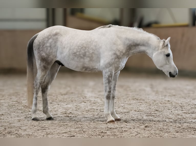 Koń czystej krwi arabskiej Wałach 6 lat 160 cm Siwa in Kempten