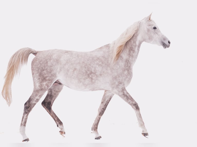 Koń czystej krwi arabskiej Wałach 6 lat 161 cm Siwa in Pobyłkowo Małe