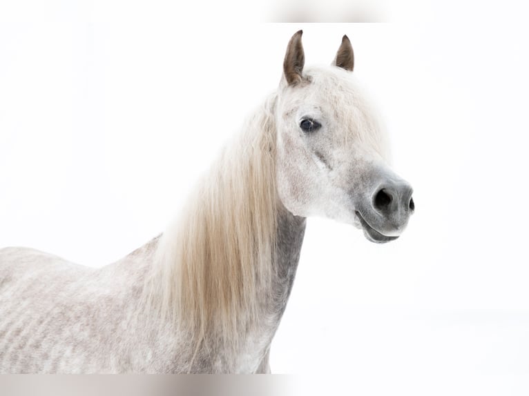 Koń czystej krwi arabskiej Wałach 6 lat 161 cm Siwa in Pobyłkowo Małe