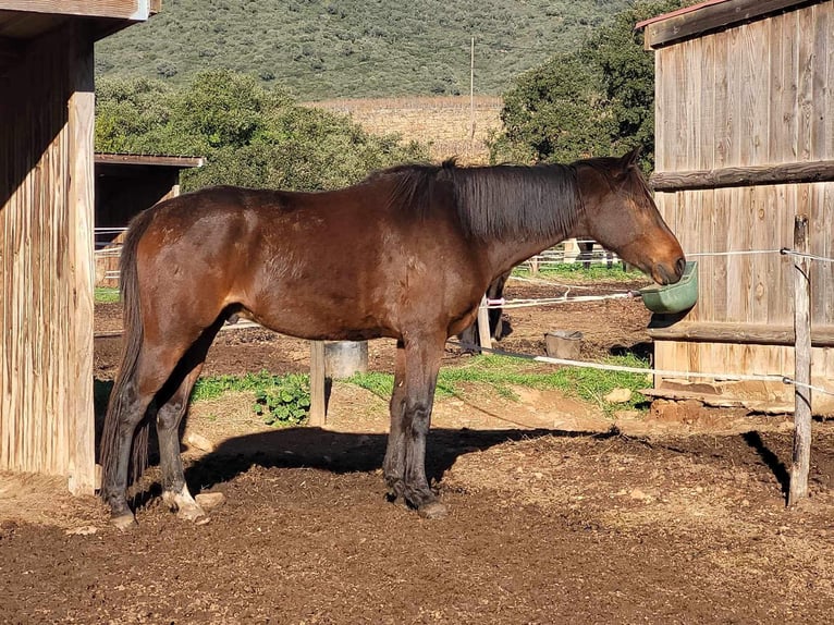 Koń czystej krwi arabskiej Wałach 6 lat 165 cm Gniada in Cavalaire-sur-Mer