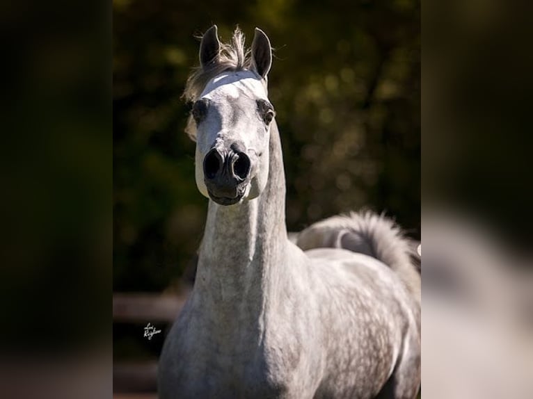Koń czystej krwi arabskiej Wałach 6 lat Siwa in Bialystok