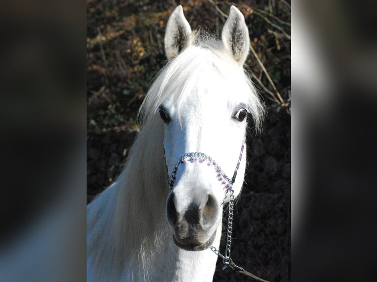 Koń czystej krwi arabskiej Wałach 7 lat 152 cm Siwa in Bridel