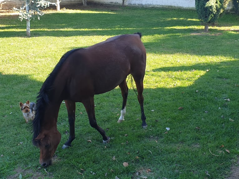 Koń czystej krwi arabskiej Wałach 7 lat 153 cm Gniada in Thessaloniki