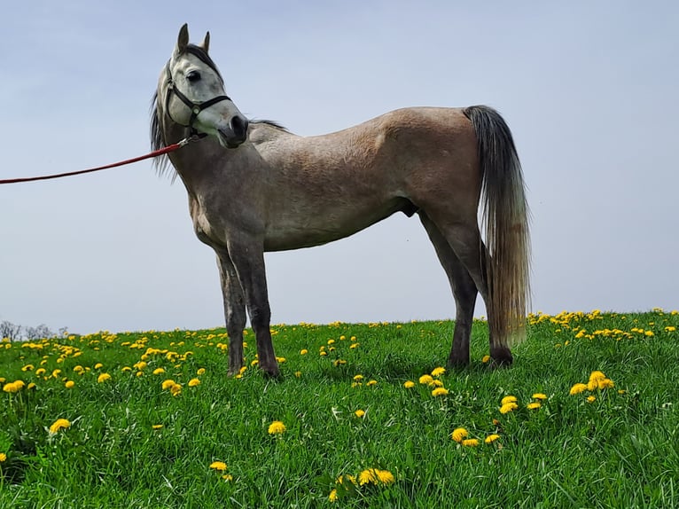 Koń czystej krwi arabskiej Wałach 7 lat 157 cm Może być siwy in Wolfegg