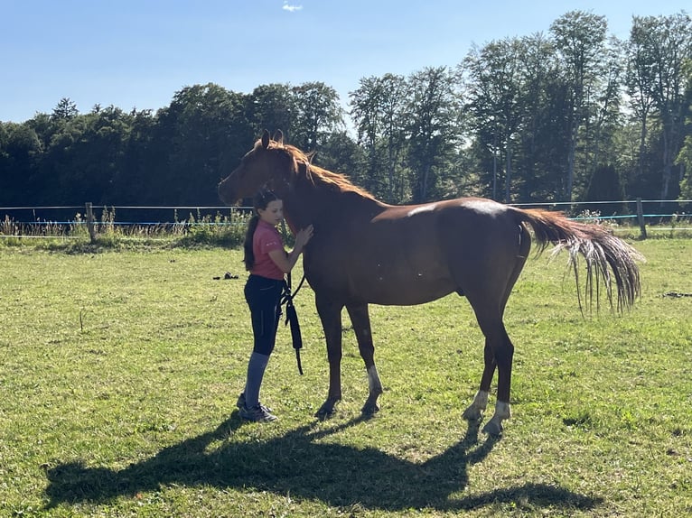 Koń czystej krwi arabskiej Wałach 8 lat 143 cm Ciemnokasztanowata in La chapelle Rambaud