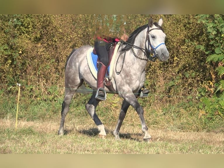 Koń czystej krwi arabskiej Wałach 8 lat 152 cm Siwa in BOUSSAC