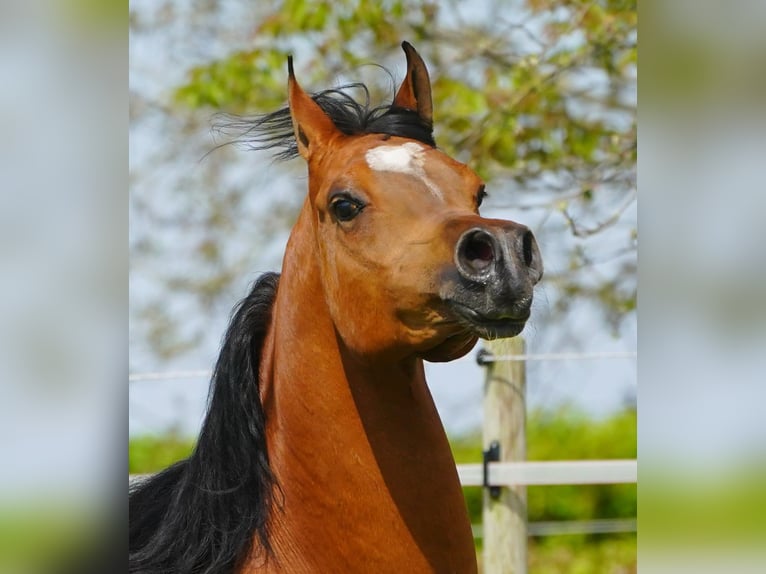 Koń czystej krwi arabskiej Wałach 8 lat 154 cm Gniada in Kelpen oler