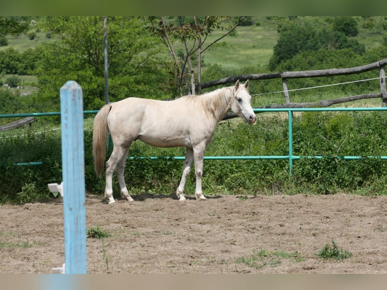 Koń czystej krwi arabskiej Wałach 8 lat 155 cm Siwa in Olpe