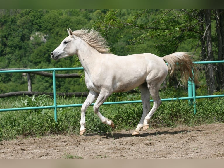 Koń czystej krwi arabskiej Wałach 8 lat 155 cm Siwa in Olpe