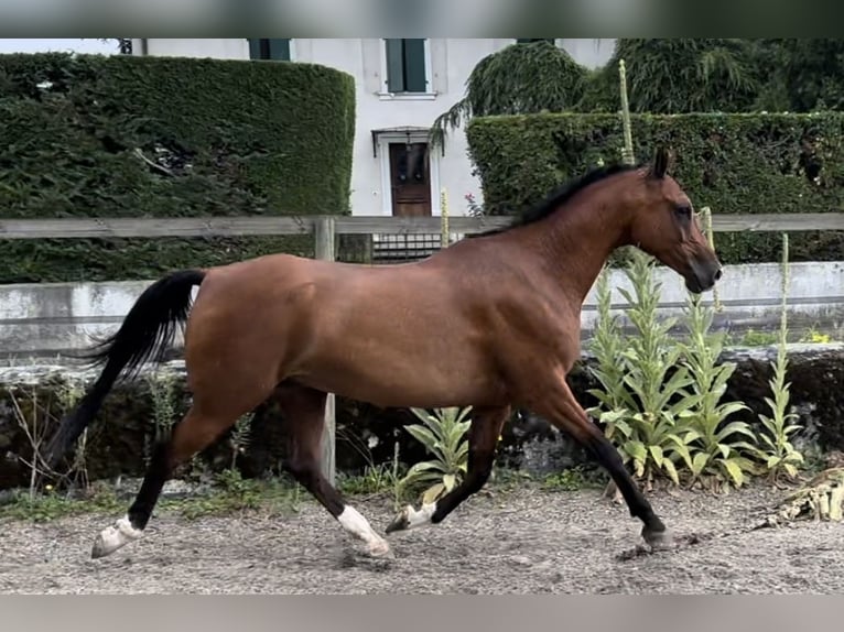 Koń czystej krwi arabskiej Wałach 9 lat 163 cm Gniada in Penthaz