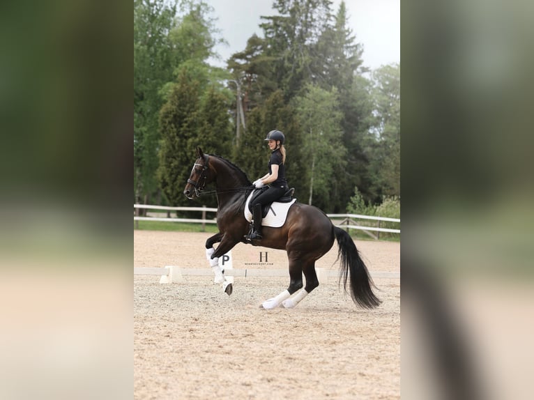 Koń fiński Klacz 10 lat 170 cm Gniada in Ypäjä