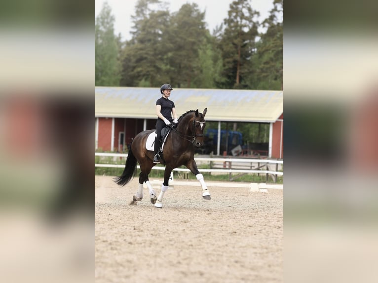 Koń fiński Klacz 10 lat 170 cm Gniada in Ypäjä