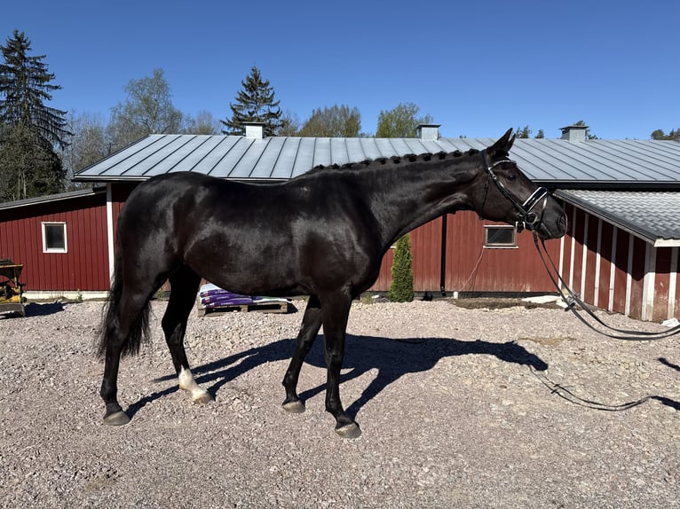 Koń fiński Klacz 3 lat 167 cm Kara in Kirkkonummi
