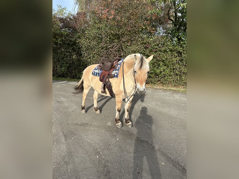 Koń fiordzki Klacz 10 lat 147 cm Bułana in Rheurdt