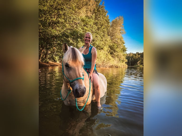 Koń fiordzki Klacz 10 lat 147 cm Bułana in Rheurdt