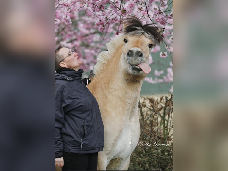 Koń fiordzki Klacz 10 lat Bułana in Rehhorst