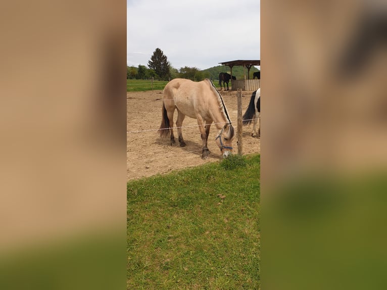 Koń fiordzki Klacz 11 lat 145 cm Bułana in Tholey