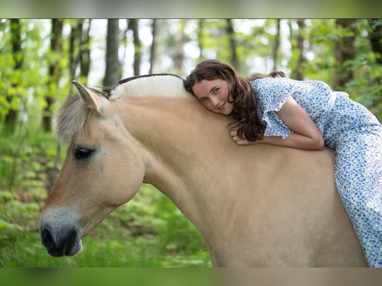 Koń fiordzki Klacz 11 lat 146 cm Bułana in Homberg/Westerwald