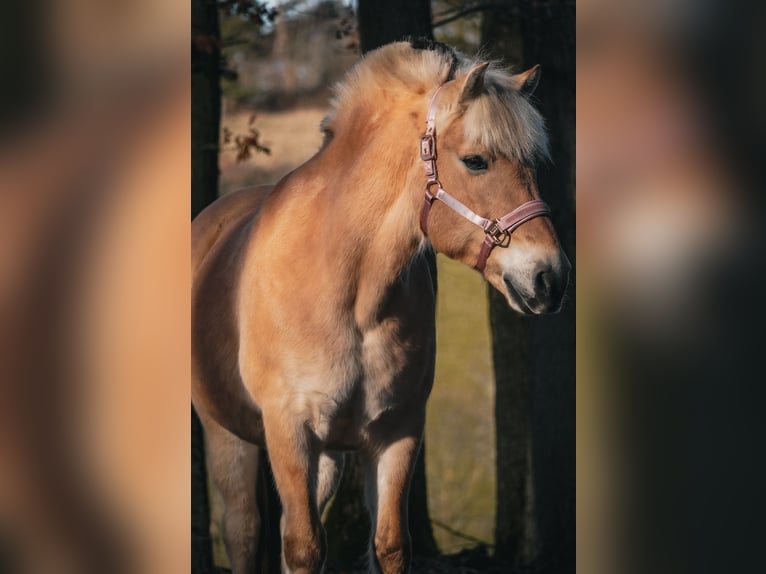 Koń fiordzki Klacz 11 lat 147 cm Bułana in Nettersheim
