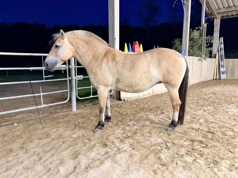 Koń fiordzki Mix Klacz 11 lat 151 cm Bułana in Wurmberg