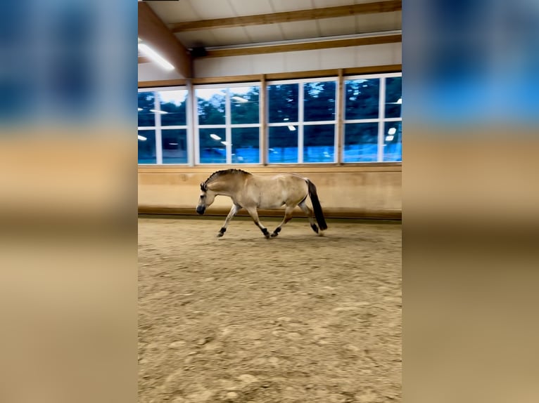 Koń fiordzki Mix Klacz 11 lat 151 cm Bułana in Wurmberg