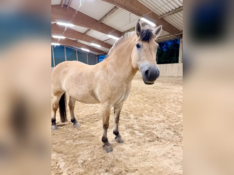 Koń fiordzki Mix Klacz 11 lat 151 cm Bułana in Wurmberg