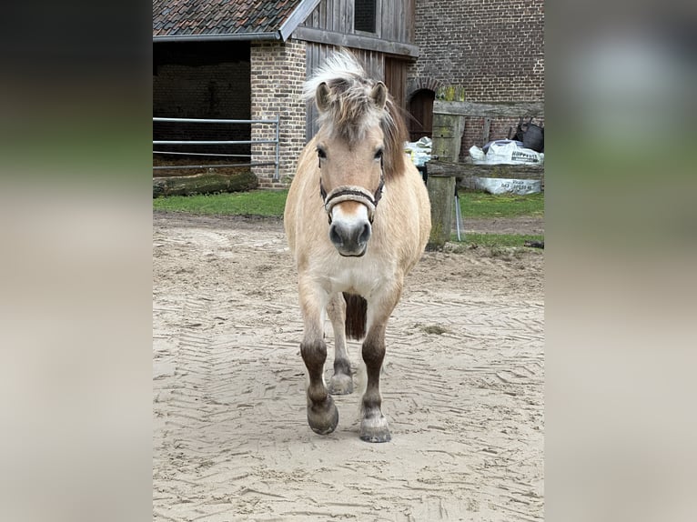 Koń fiordzki Klacz 12 lat 143 cm in Eschweiler
