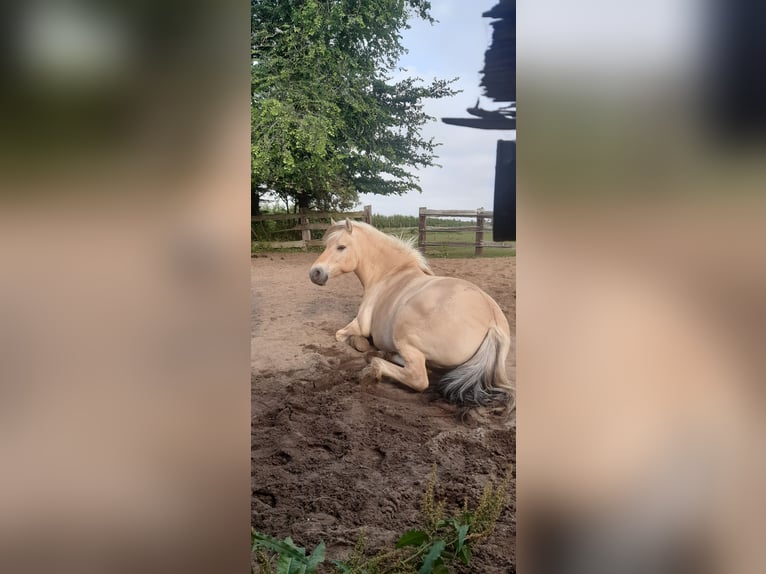 Koń fiordzki Klacz 12 lat 146 cm Bułana in Jork