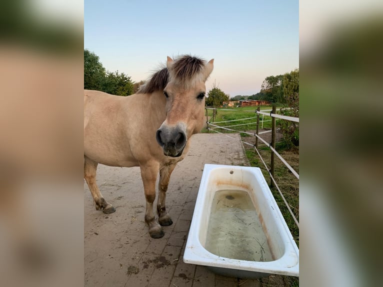 Koń fiordzki Klacz 12 lat 146 cm Bułana in Jork