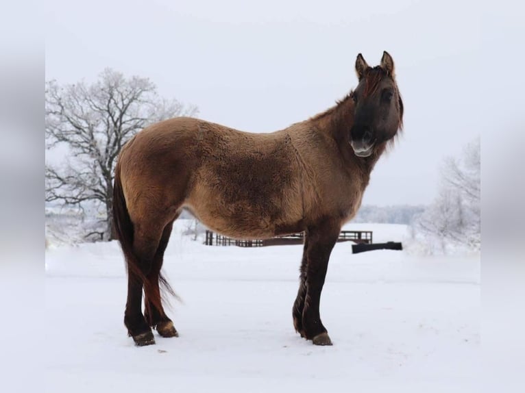 Koń fiordzki Mix Klacz 13 lat 142 cm Grullo in Fergus Falls, MN