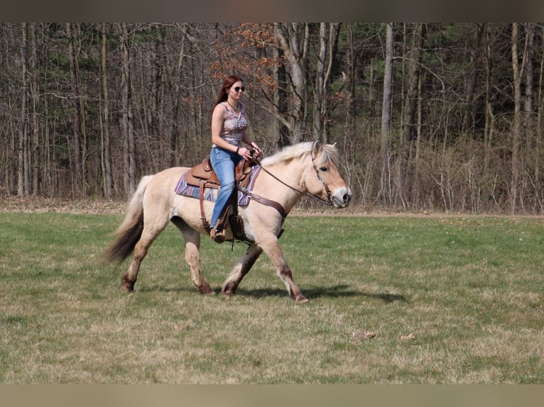Koń fiordzki Klacz 13 lat 142 cm Jelenia in Howell MI