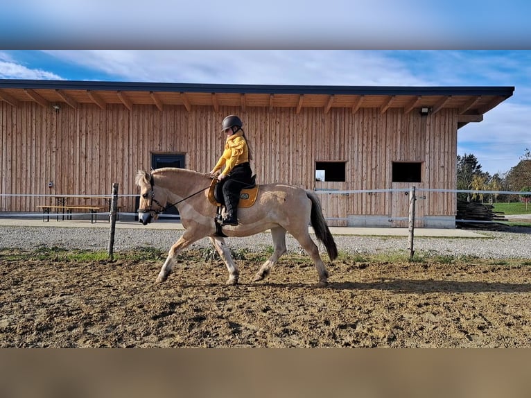 Koń fiordzki Klacz 13 lat 146 cm Bułana in Aspach