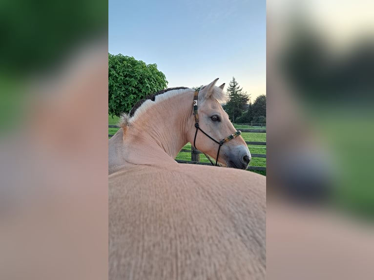 Koń fiordzki Klacz 13 lat 146 cm Bułana in Aspach