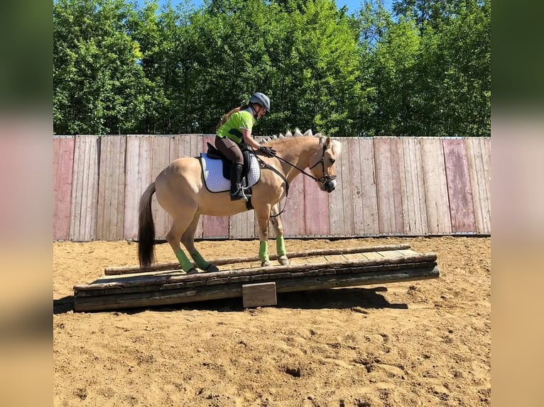 Koń fiordzki Klacz 13 lat 146 cm Bułana in Aspach