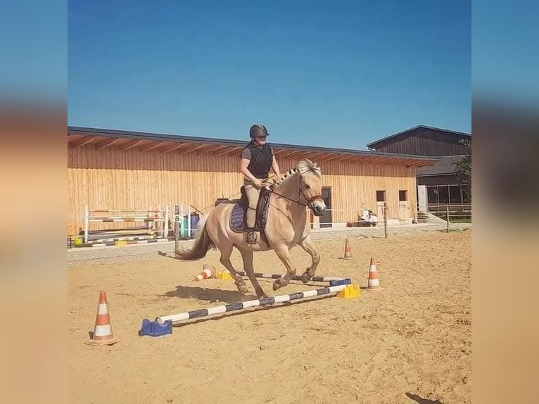 Koń fiordzki Klacz 13 lat 146 cm Bułana in Aspach