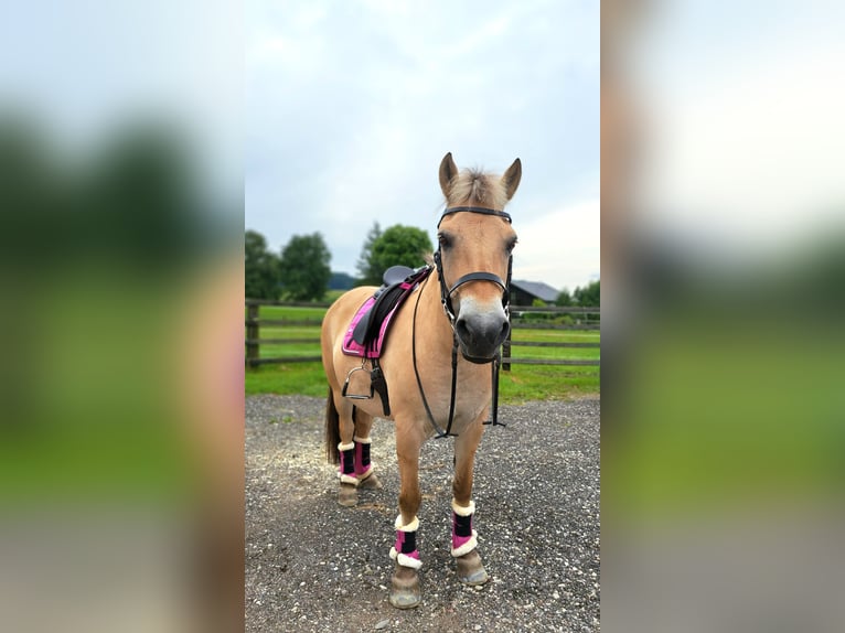 Koń fiordzki Klacz 13 lat 146 cm Bułana in Aspach