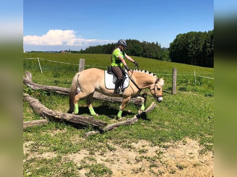 Koń fiordzki Klacz 13 lat 146 cm Bułana in Aspach