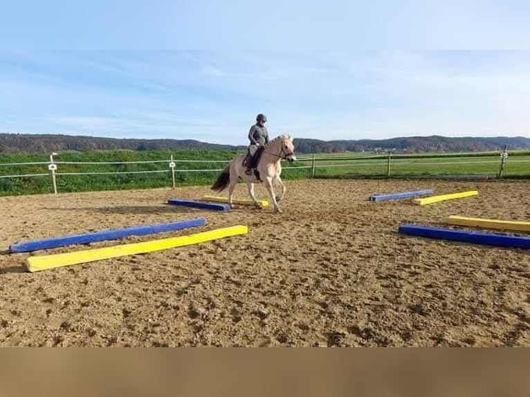 Koń fiordzki Klacz 13 lat 146 cm Bułana in Aspach