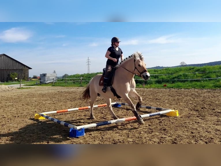 Koń fiordzki Klacz 13 lat 146 cm Bułana in Aspach