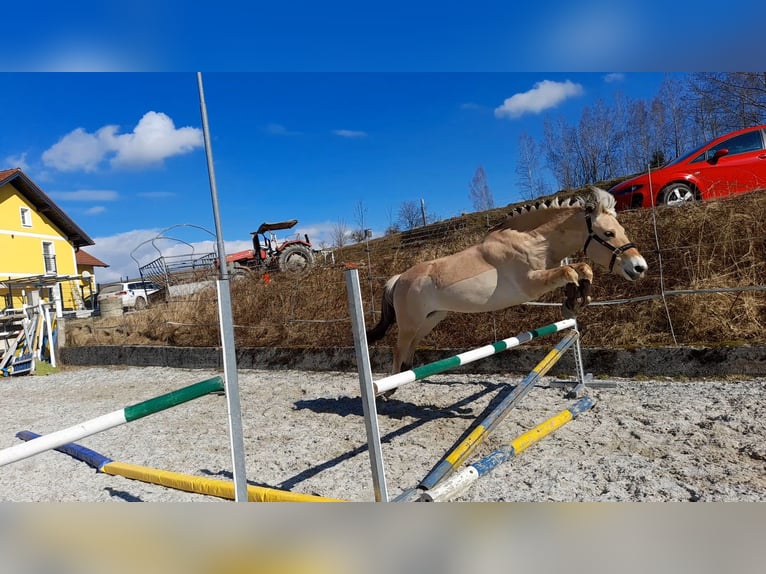 Koń fiordzki Klacz 13 lat 146 cm Bułana in Aspach