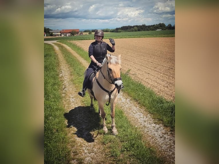 Koń fiordzki Klacz 13 lat 146 cm Bułana in Aspach