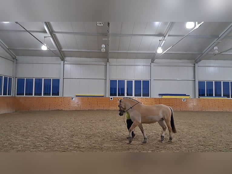 Koń fiordzki Klacz 13 lat 146 cm Bułana in Aspach