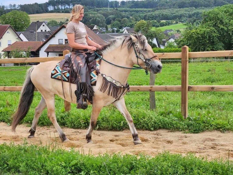 Koń fiordzki Klacz 13 lat 150 cm Bułana in Linkenbach