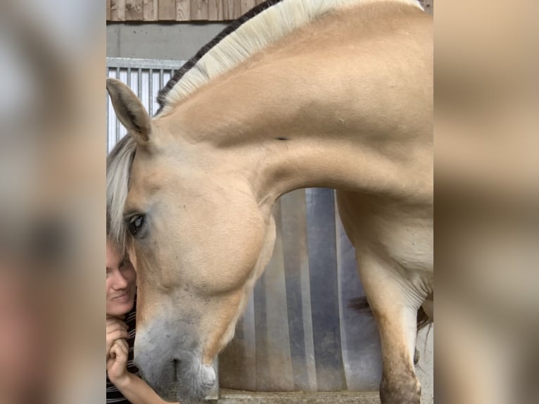 Koń fiordzki Klacz 14 lat 136 cm Bułana in Flachau