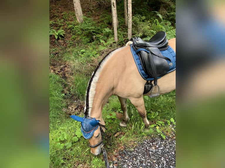 Koń fiordzki Klacz 14 lat 136 cm Bułana in Flachau