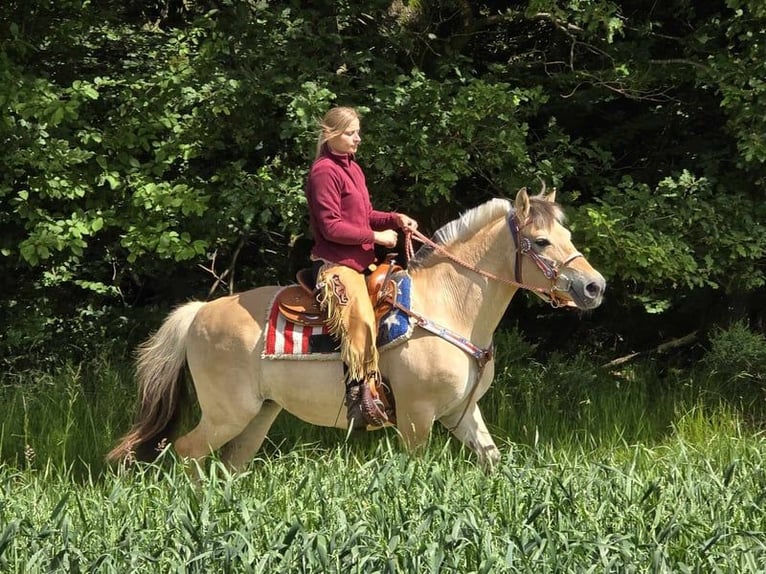 Koń fiordzki Klacz 14 lat 149 cm Bułana in Linkenbach