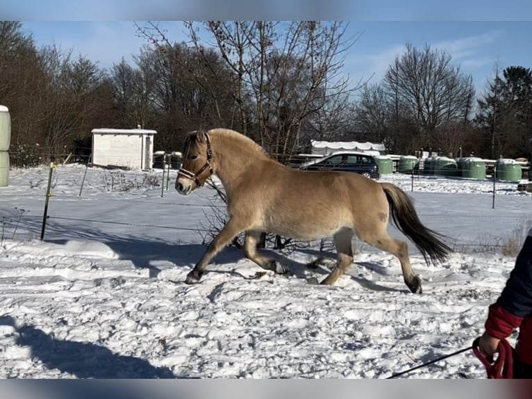 Koń fiordzki Klacz 15 lat 147 cm Bułana in BonnBonn